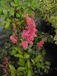 Astilbe X arendsii rouge