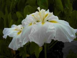Iris ensata (= I. kaempferi) 'Snowy hills