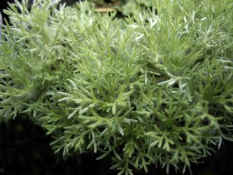 Cotula hispida