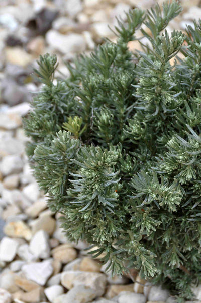 Helichrysum italicum 'Ledka Ori'