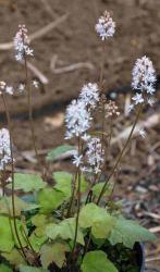Tiarella wherryi (= T. cordata var. collina)