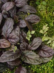 Ajuga reptans 'atropurpurea'