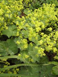 Alchemilla mollis