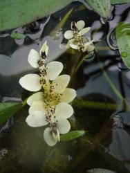 Aponogeton distachyos