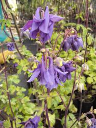 Aquilegia vulgaris 'leprechaun gold'