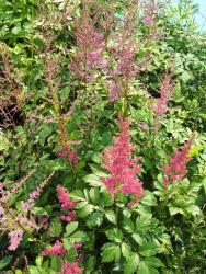 Astilbe X arendsii rose