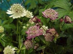 Astrantia major 'rosensinfonie'