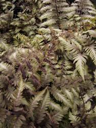 Athyrium nipponicum 'metallicum'