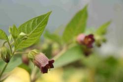 Atropa belladonna