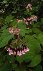 Begonia grandis subsp. evansiana 'rosea'