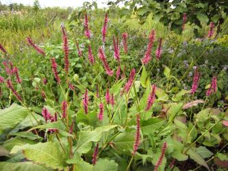 Persicaria amplexicaulis(= Bistorta amplexicaulis) 'speciosa'