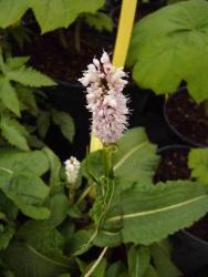 Persicaria bistorta (= bistorta officinalis) 'superba'