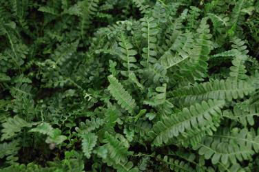 Blechnum penna-marina