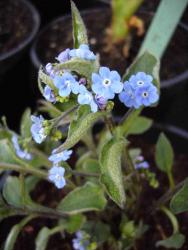 Brunnera macrophylla