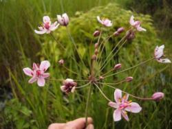 Butomus umbellatus