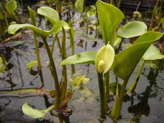 Calla palustris