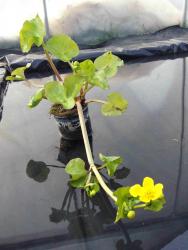 Caltha palustris var. 'polypetala'