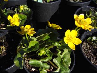 Caltha palustris