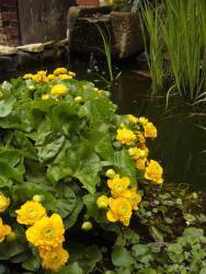 Caltha palustris 'Multiplex'