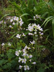 Cardamine pratensis