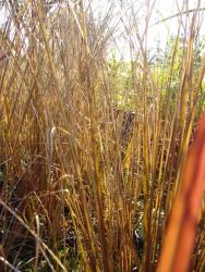 Carex buchananii