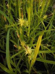 Carex grayi