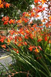 Crocosmia masoniorum  Select