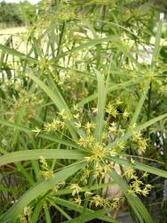 Cyperus involucratus (syn. C. rotundus)