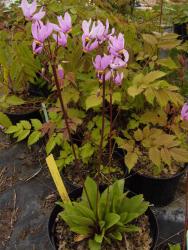 Dodecatheon maedia