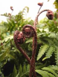 Dryopteris erythrosora