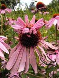 Echinacea purpurea 'double decker'