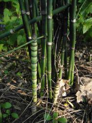 Equisetum camtschatcense