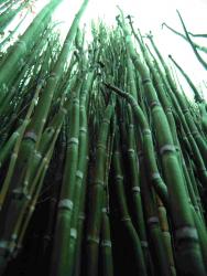 Equisetum americanus