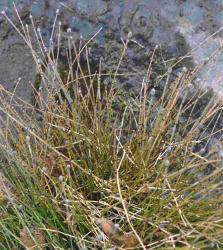 Equisetum scirpoides