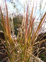Eragrostis spectabilis