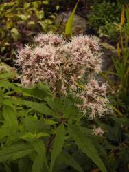 Eupatorium cannabinum