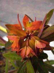 Euphorbia griffithi 'fireglow'