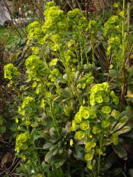 Euphorbia robbiae (E. amygdaloides var. robbiae)
