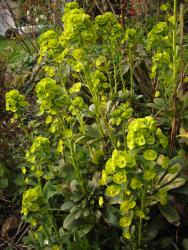 Euphorbia robbiae (E. amygdaloides var. robbiae)