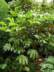 Fatsia japonica (= Aralia japonica)