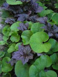 Heuchera americana 'palace purple'