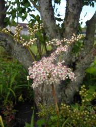 Filipendula purpurea 'elegans'