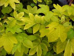 Filipendula ulmaria 'aurea'