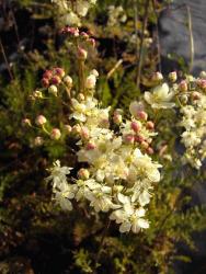 Filipendula vulgaris