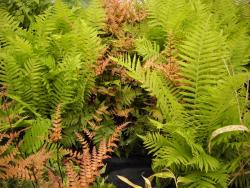 Athyrium filix-femina