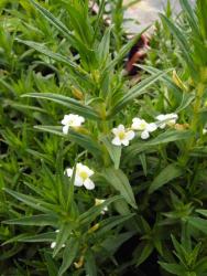 Gratiola officinalis