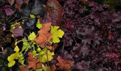 Heuchera 'newest hybrids'