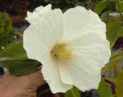 Hibiscus moscheuteus subsp. palustris