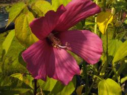 Hibiscus moscheuteus subsp. palustris