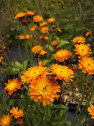 Hieracium aurantiacum (= Pilosella aurantiaca)